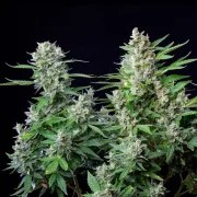 Easy Bud – product view 9