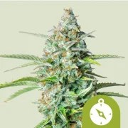 Northern Light Auto – product view 1