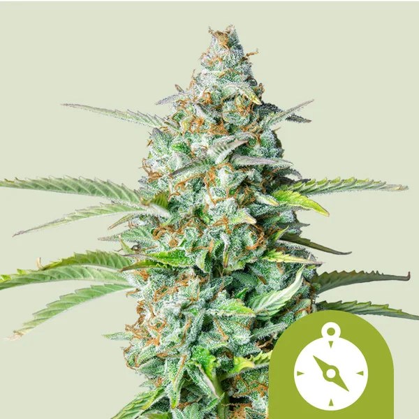 Northern Light Auto – product view 1