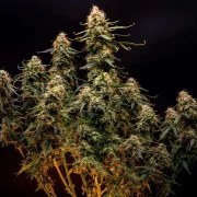 Northern Light Auto – product view 3
