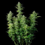 Northern Light Auto – product view 4