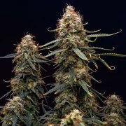 Northern Light Auto – product view 5