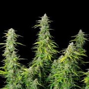 Northern Light Auto – product view 6