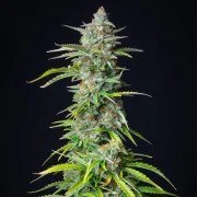Northern Light Auto – product view 7