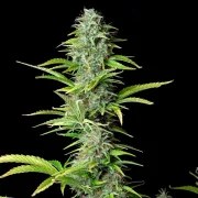 Northern Light Auto – product view 8