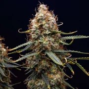 Northern Light Auto – product view 9