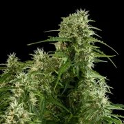 Northern Light Auto – product view 10