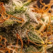 Northern Light Auto – product view 11