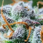 Northern Light Auto – product view 12