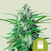 Royal AK Auto – product view 1