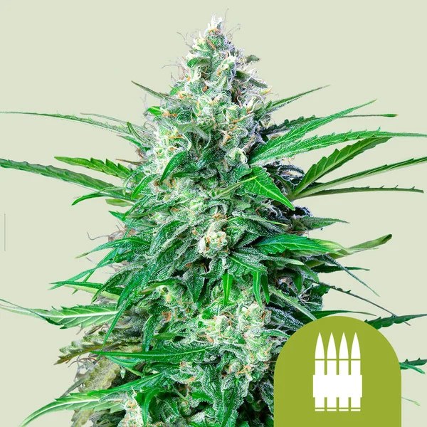 Royal AK Auto – product view 1