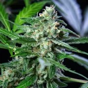 Royal AK Auto – product view 3