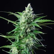 Royal AK Auto – product view 5