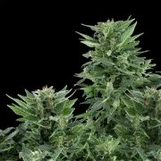 Royal AK Auto – product view 6
