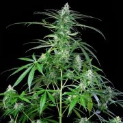 Royal AK Auto – product view 7