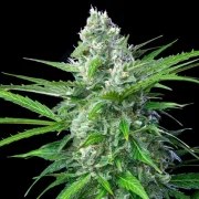 Royal AK Auto – product view 8