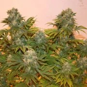 Royal AK Auto – product view 9