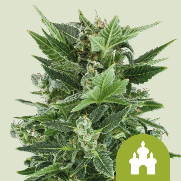Royal Kush Auto – product view 1
