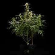 Royal Kush Auto – product view 2