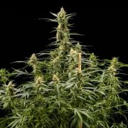 Royal Kush Auto – product view 3