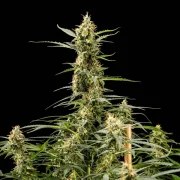 Royal Kush Auto – product view 4