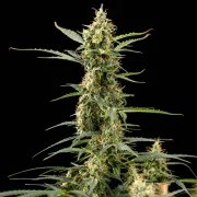 Royal Kush Auto – product view 5