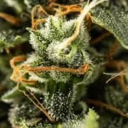 Royal Kush Auto – product view 6