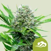 Royal Bluematic – product view 1