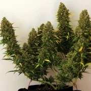 Royal Bluematic – product view 3
