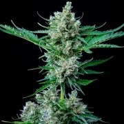 Royal Bluematic – product view 5