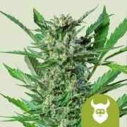 Royal Dwarf – product view 1
