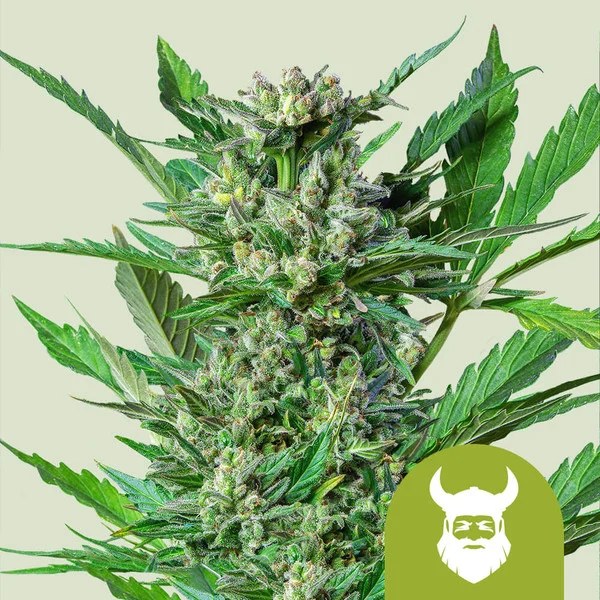 Royal Dwarf – product view 1