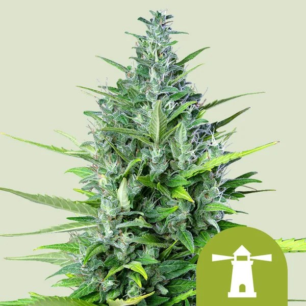 Royal Haze Auto – product view 1