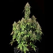 Royal Haze Auto – product view 3