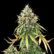 Royal Haze Auto – product view 4