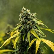 Royal Haze Auto – product view 5
