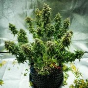 Royal Haze Auto – product view 6
