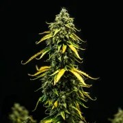 Royal Haze Auto – product view 7