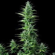 Royal Haze Auto – product view 8