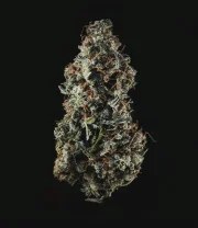 Royal Haze Auto – product view 9