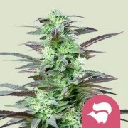 Skunk XL – product view 1