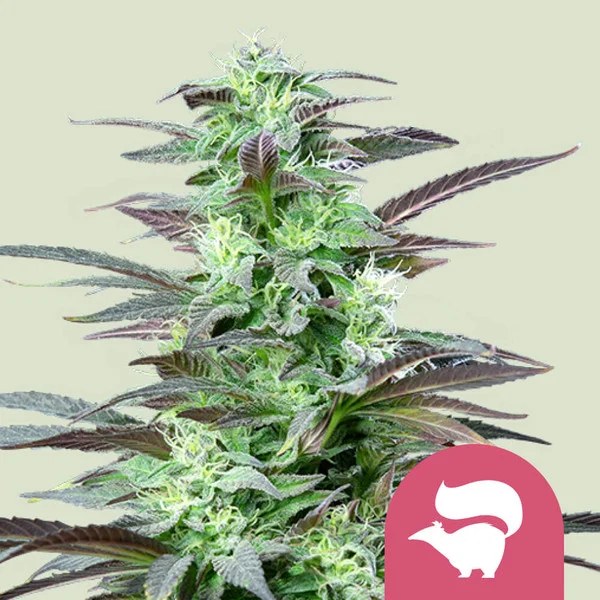 Skunk XL – product view 1