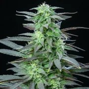Skunk XL – product view 3