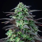 Skunk XL – product view 4