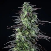 Skunk XL – product view 5