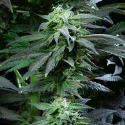 Skunk XL – product view 6
