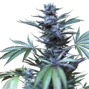 Skunk XL – product view 7