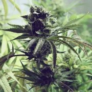 Skunk XL – product view 8