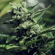 Skunk XL – product view 9