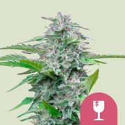 Critical – product view 1